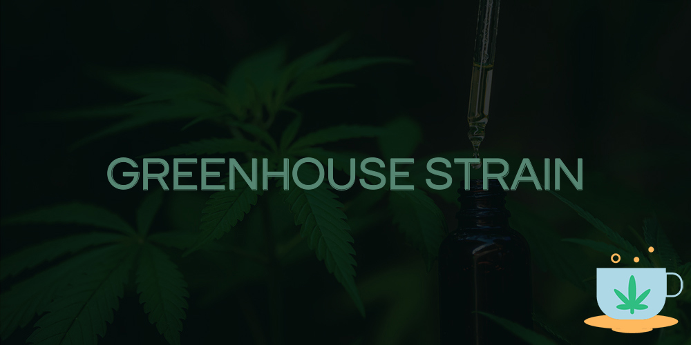 greenhouse strain