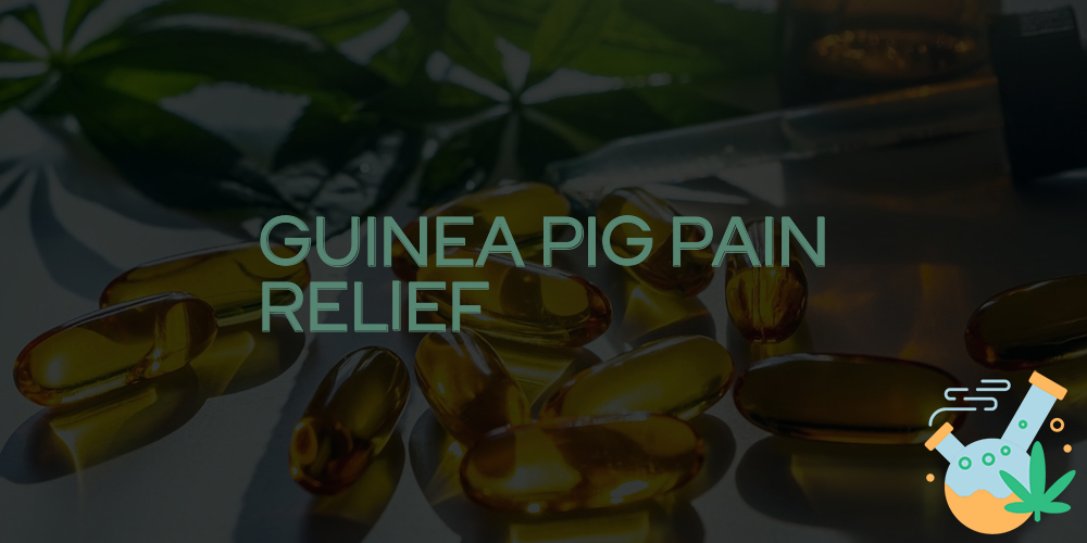 guinea pig pain relief