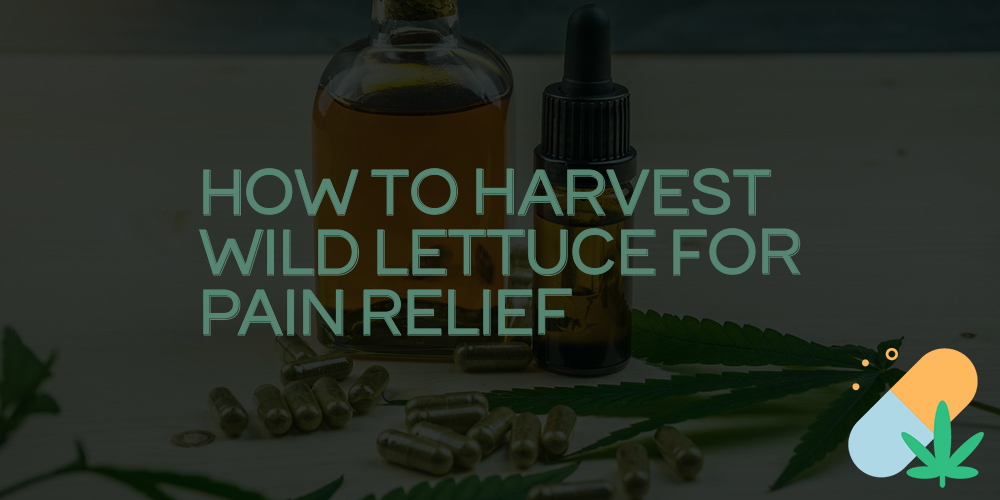 how to harvest wild lettuce for pain relief