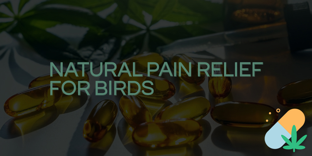 natural pain relief for birds