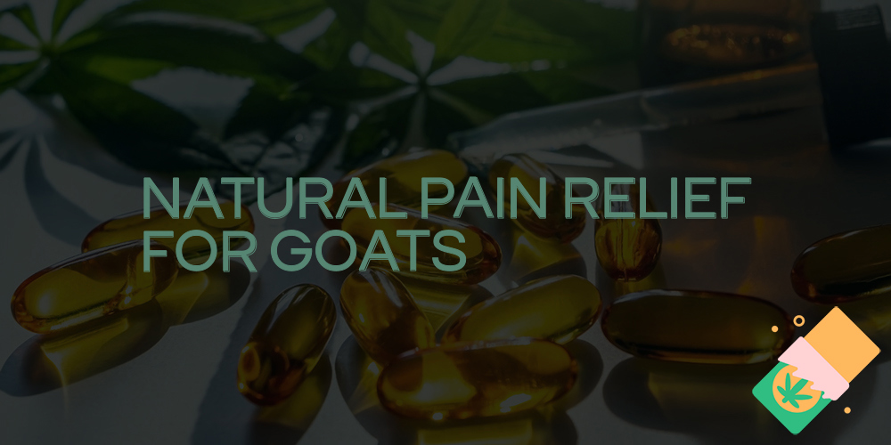 natural pain relief for goats