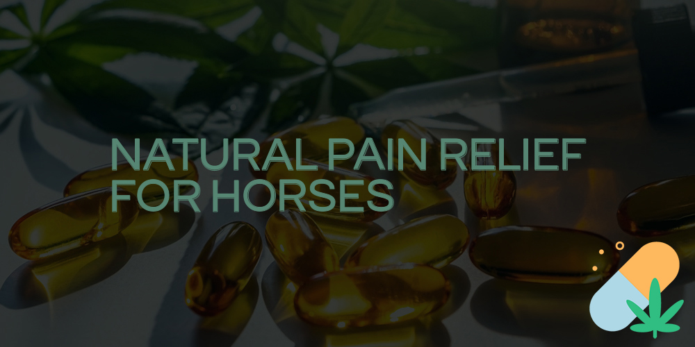 natural pain relief for horses