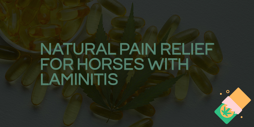 natural pain relief for horses with laminitis