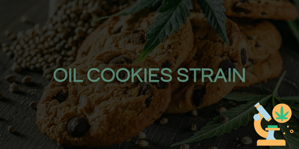 oil cookies strain