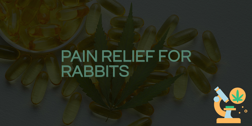 pain relief for rabbits