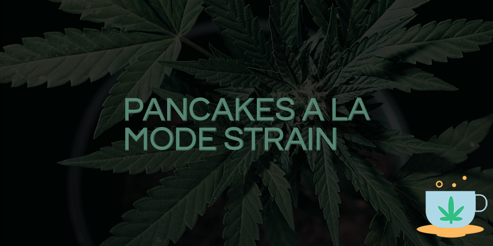 pancakes a la mode strain